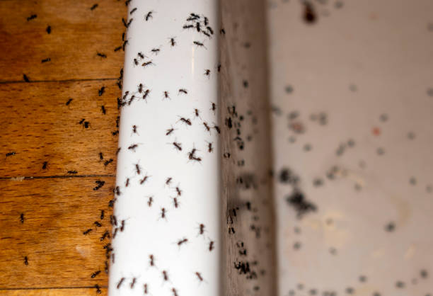 Best Pest Removal Services  in Perry Heights, OH